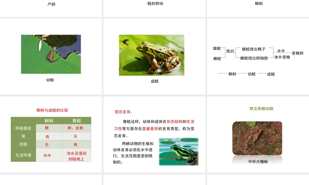 八年级生物上册 19.2 动物的生殖和发育（第2课时）课件（2）（新版）北师大版-（新版）北师大级上册生物课件