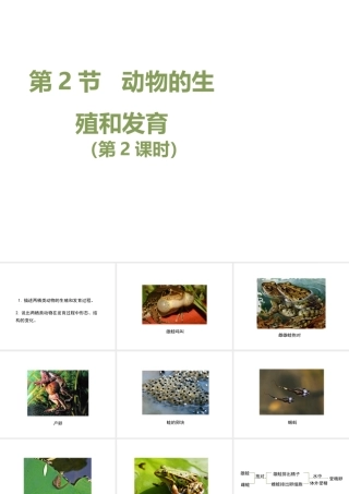 八年级生物上册 19.2 动物的生殖和发育（第2课时）课件（2）（新版）北师大版-（新版）北师大级上册生物课件