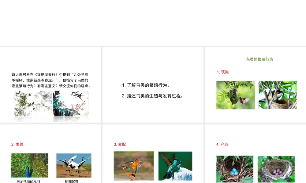八年级生物上册 19.2 动物的生殖和发育（第3课时）课件（1）（新版）北师大版-（新版）北师大版初中八年级上册生物课件