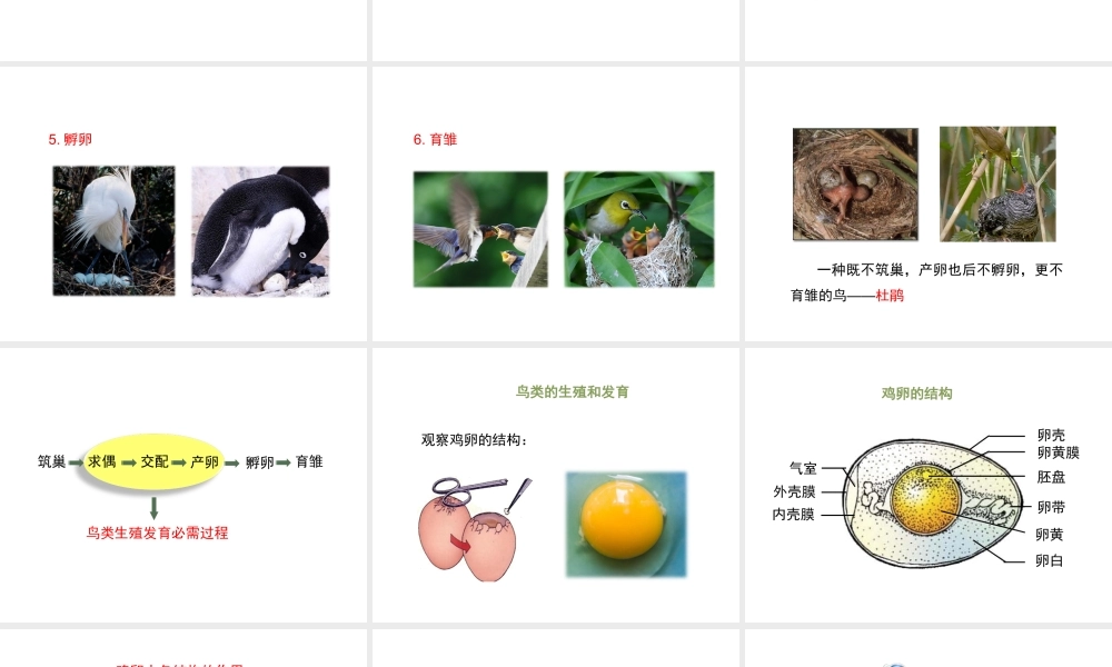 八年级生物上册 19.2 动物的生殖和发育（第3课时）课件（1）（新版）北师大版-（新版）北师大级上册生物课件