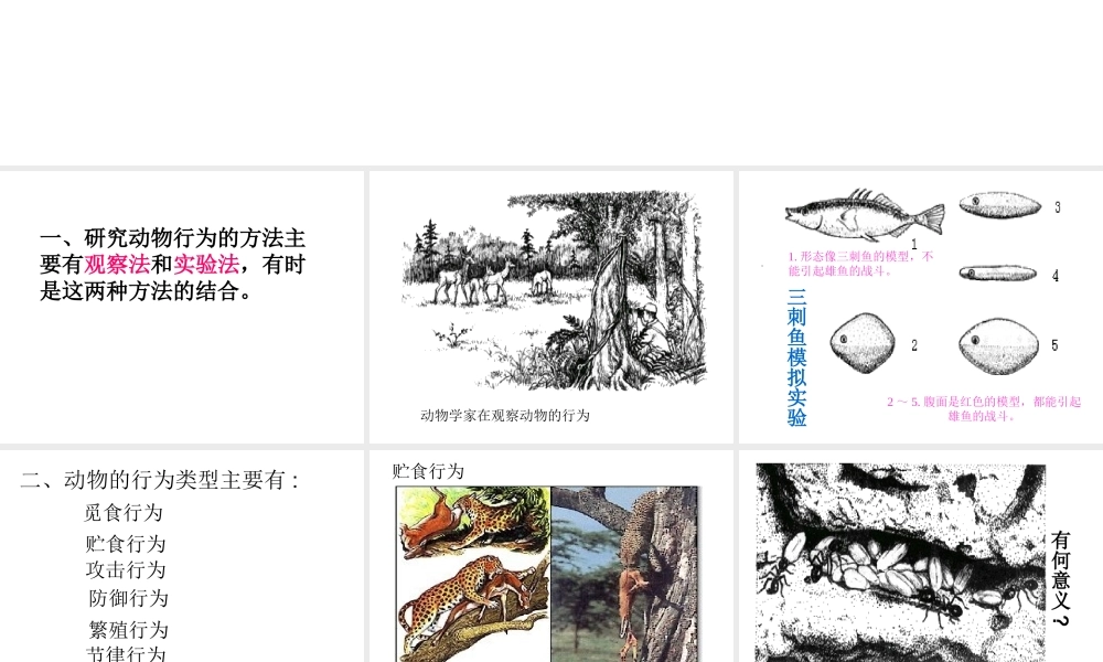 八年级生物上册 4.5《动物的行为与生产管理》课件 冀教版