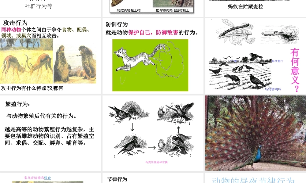 八年级生物上册 4.5《动物的行为与生产管理》课件 冀教版