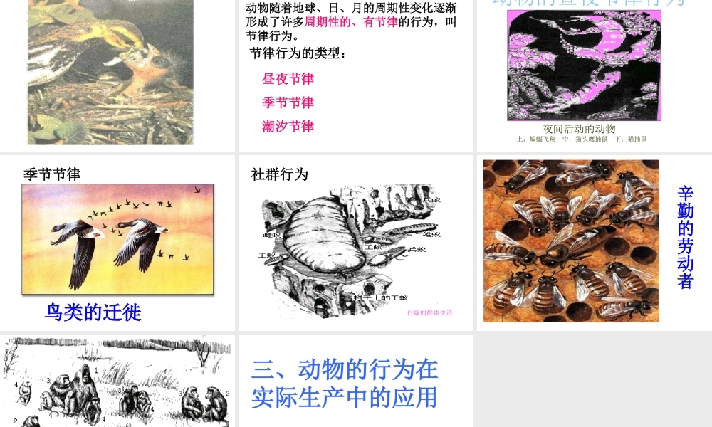八年级生物上册 4.5《动物的行为与生产管理》课件 冀教版