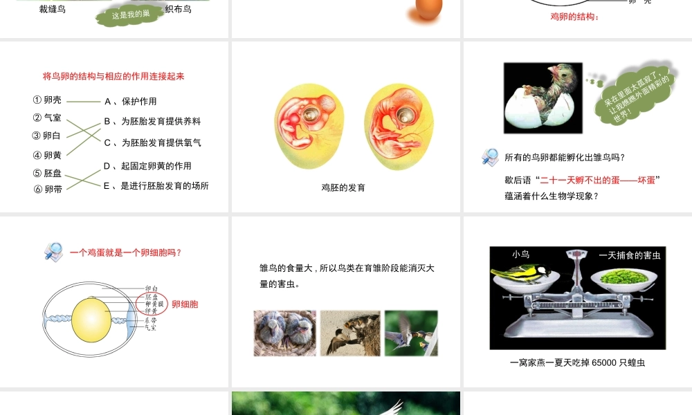 八年级生物上册 19.2 动物的生殖和发育（第3课时）课件（2）（新版）北师大版-（新版）北师大版初中八年级上册生物课件