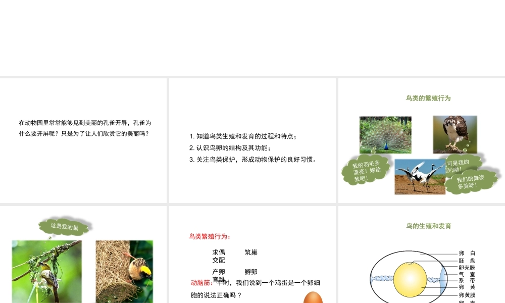 八年级生物上册 19.2 动物的生殖和发育（第3课时）课件（2）（新版）北师大版-（新版）北师大级上册生物课件