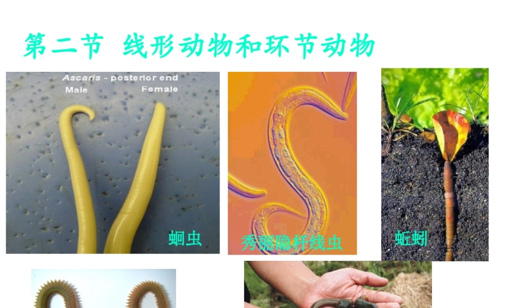 八年级生物上册 5.1.2 线形动物和环节动物课件（1） （新版）新人教版