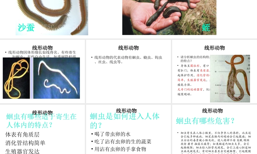 八年级生物上册 5.1.2 线形动物和环节动物课件（1） （新版）新人教版