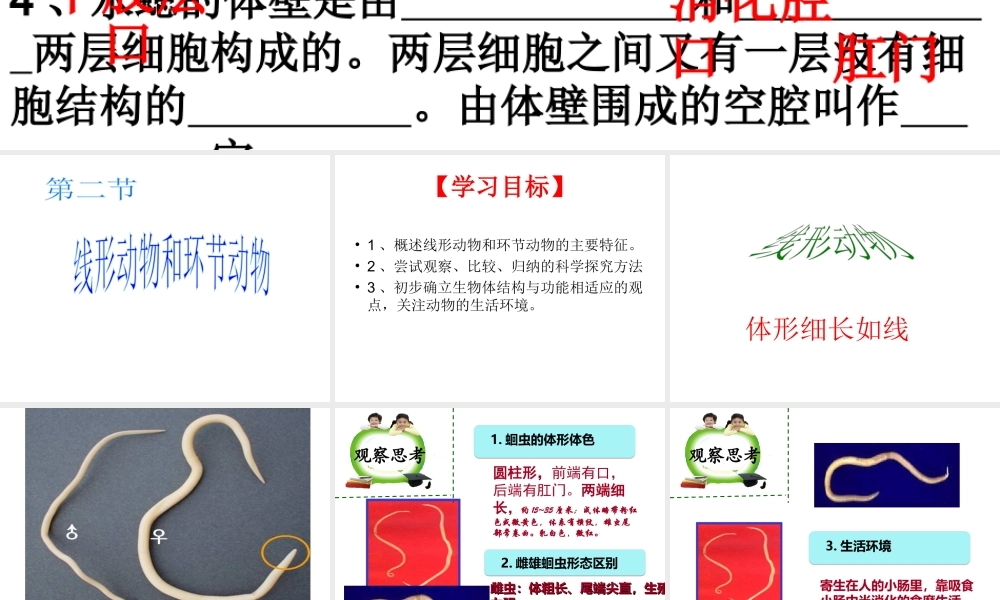 八年级生物上册 5.1.2 线形动物和环节动物课件（3） （新版）新人教版