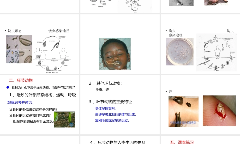 八年级生物上册 5.1.2 线形动物和环节动物课件（4） （新版）新人教版