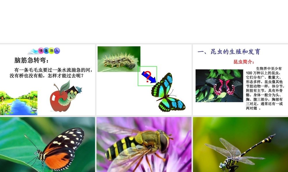 八年级生物上册 19.2 动物的生殖和发育课件 （新版）北师大版-（新版）北师大版初中八年级上册生物课件