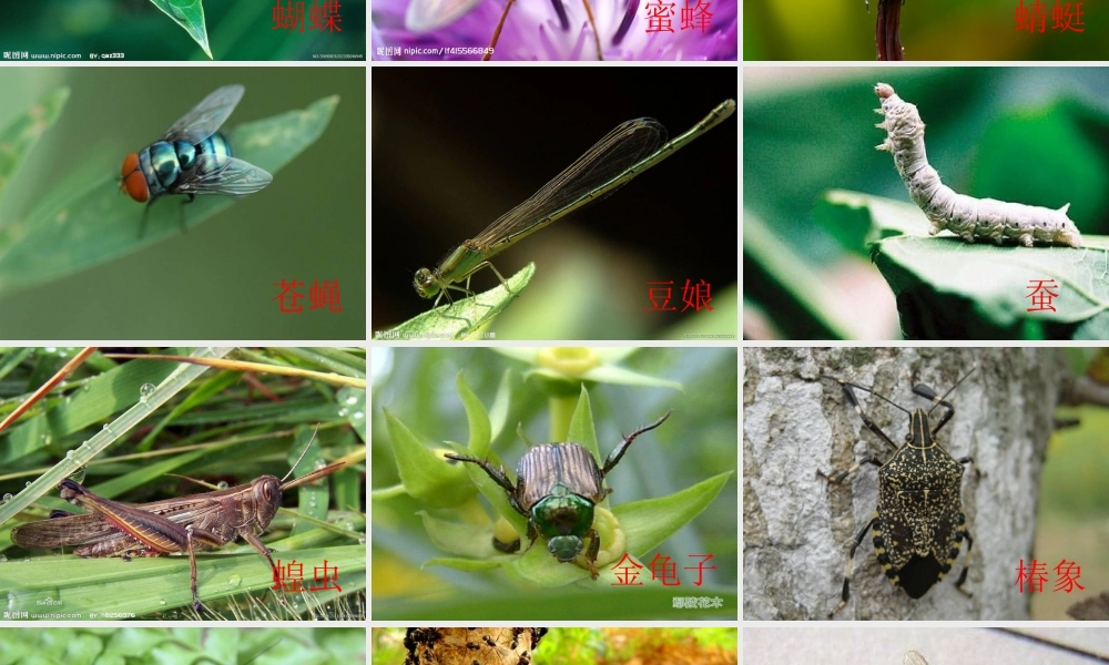 八年级生物上册 19.2 动物的生殖和发育课件 （新版）北师大版-（新版）北师大版初中八年级上册生物课件