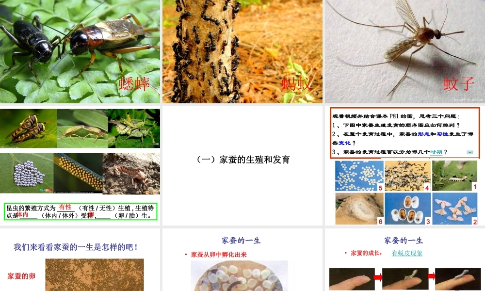 八年级生物上册 19.2 动物的生殖和发育课件 （新版）北师大版-（新版）北师大版初中八年级上册生物课件
