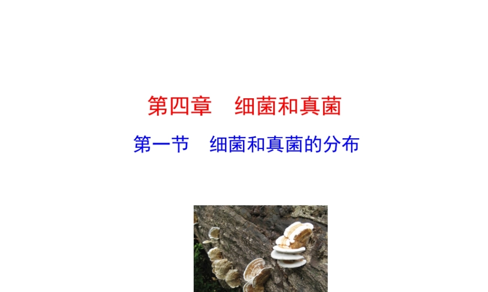 八年级生物上册 5.4.1 细菌和真菌的分布课件 （新版）新人教版