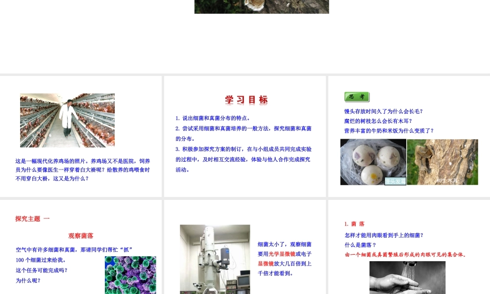 八年级生物上册 5.4.1 细菌和真菌的分布课件 （新版）新人教版