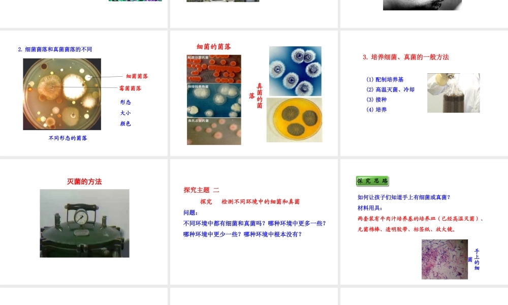 八年级生物上册 5.4.1 细菌和真菌的分布课件 （新版）新人教版