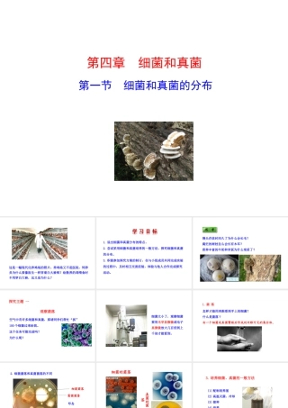 八年级生物上册 5.4.1 细菌和真菌的分布课件 （新版）新人教版