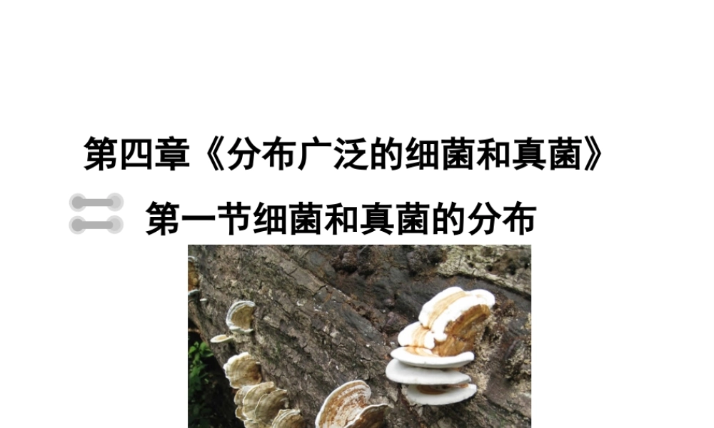 八年级生物上册 5.4.1 细菌和真菌的分布课件 新人教版