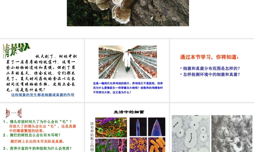 八年级生物上册 5.4.1 细菌和真菌的分布课件 新人教版