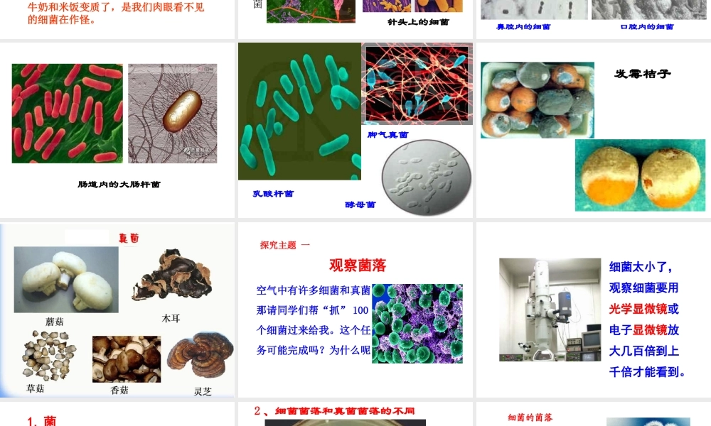 八年级生物上册 5.4.1 细菌和真菌的分布课件 新人教版