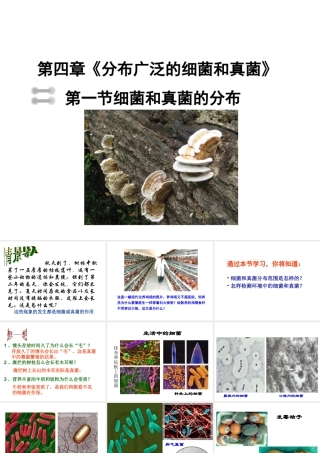 八年级生物上册 5.4.1 细菌和真菌的分布课件 新人教版