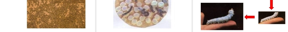 八年级生物上册 19.2 动物的生殖和发育课件 （新版）北师大版-（新版）北师大级上册生物课件
