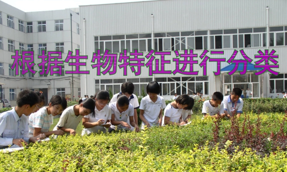 八年级生物上册 6.1.1尝试对生物进行分类课件 人教新课标版