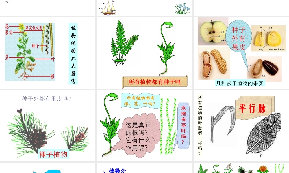 八年级生物上册 6.1.1尝试对生物进行分类课件 人教新课标版