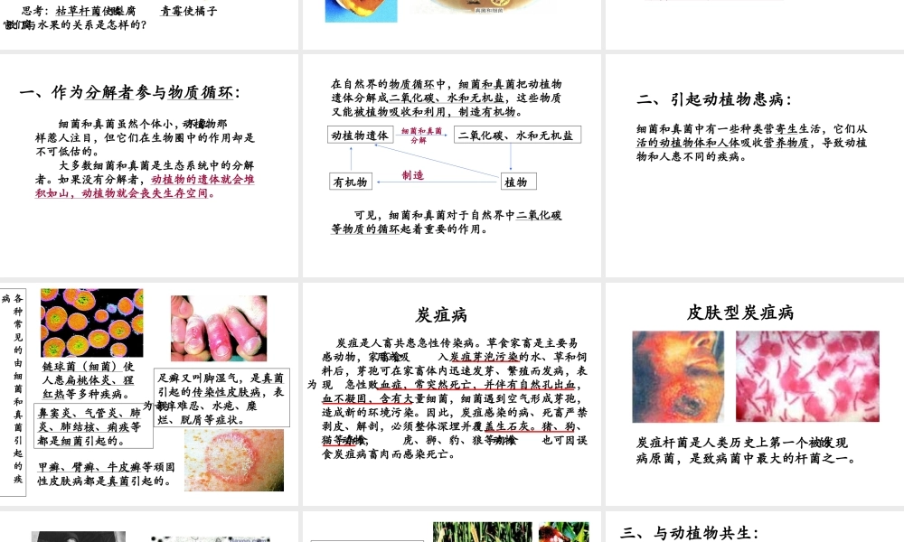 八年级生物上册 5.1 细菌和真菌在自然界中的作用课件 人教新课标版