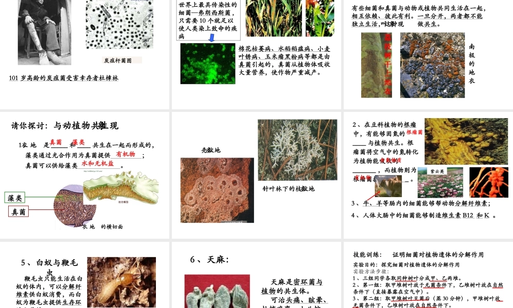 八年级生物上册 5.1 细菌和真菌在自然界中的作用课件 人教新课标版