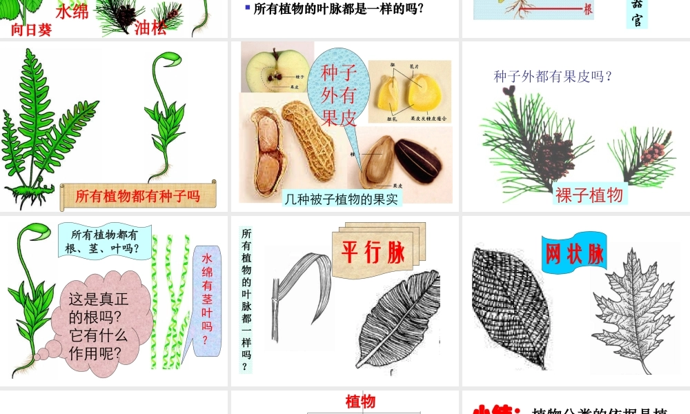 八年级生物上册 6.1.1尝试对生物进行分类课件 新人教版