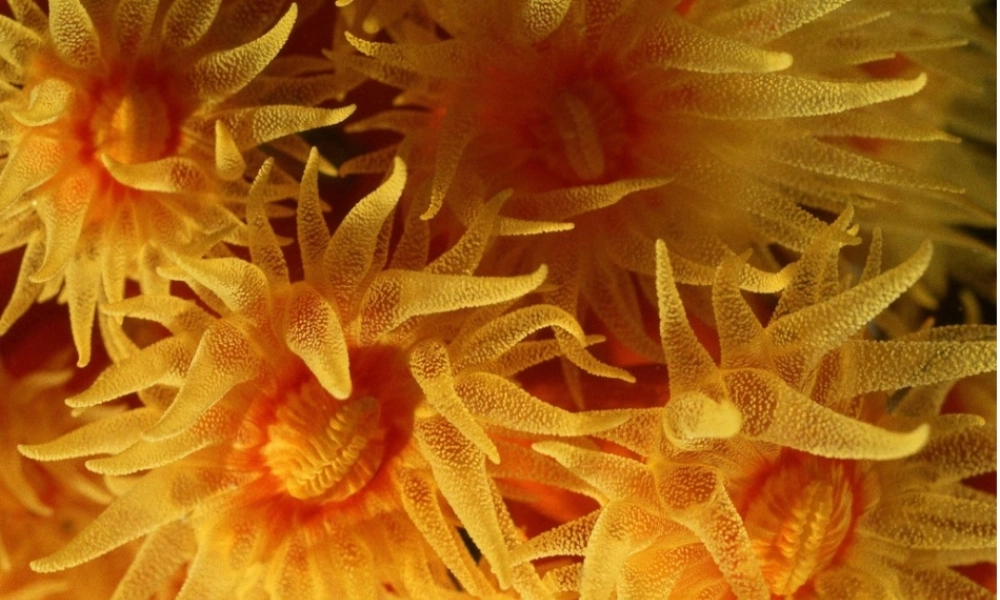 八年级生物上册 5.1.1 腔肠动物、扁形动物课件 （新版）新人教版-（新版）新人教版初中八年级上册生物课件