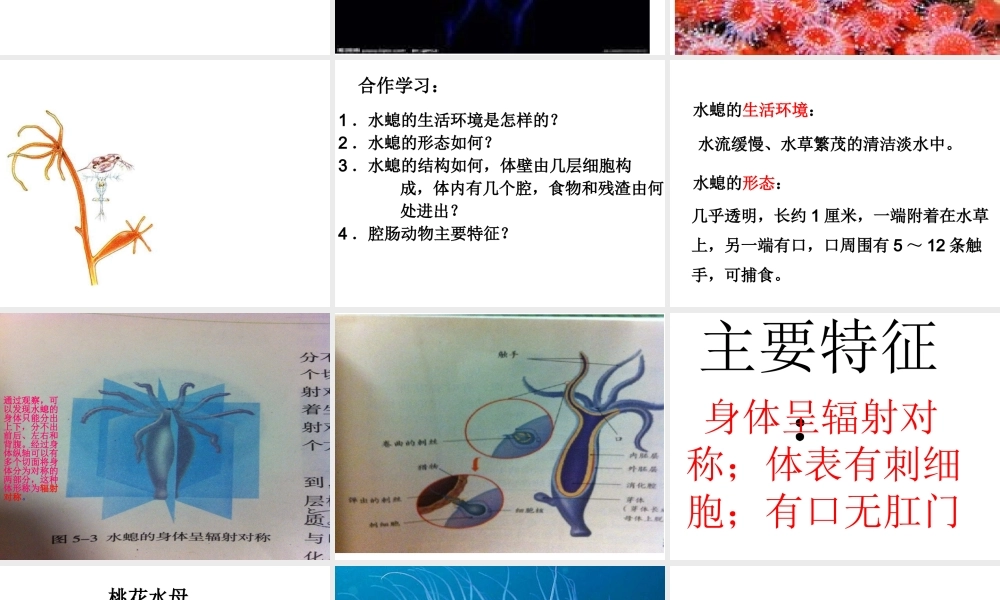 八年级生物上册 5.1.1 腔肠动物、扁形动物课件 （新版）新人教版-（新版）新人教版初中八年级上册生物课件