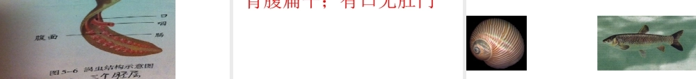 八年级生物上册 5.1.1 腔肠动物、扁形动物课件 （新版）新人教版-（新版）新人教版初中八年级上册生物课件