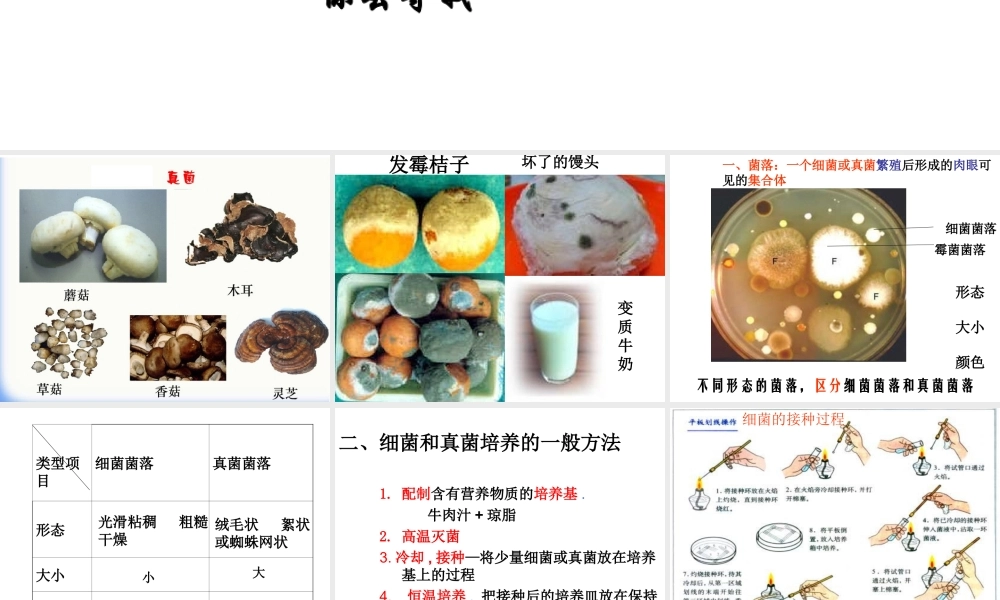 八年级生物上册 5.4.1 细菌和真菌的分布课件1 （新版）新人教版