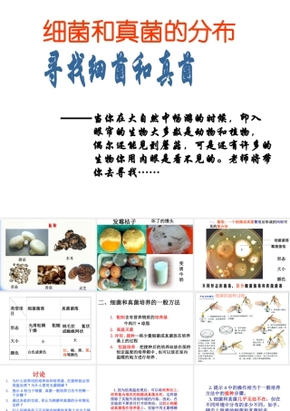 八年级生物上册 5.4.1 细菌和真菌的分布课件1 （新版）新人教版