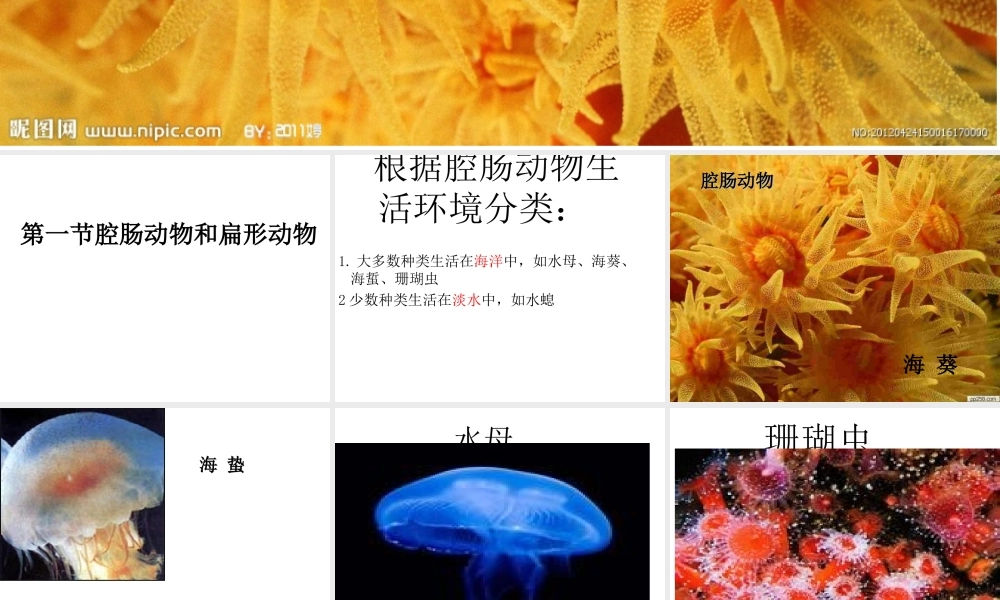 八年级生物上册 5.1.1 腔肠动物、扁形动物课件 （新版）新人教版-（新版）新人教级上册生物课件