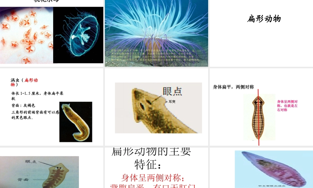 八年级生物上册 5.1.1 腔肠动物、扁形动物课件 （新版）新人教版-（新版）新人教级上册生物课件