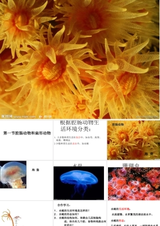 八年级生物上册 5.1.1 腔肠动物、扁形动物课件 （新版）新人教版-（新版）新人教级上册生物课件