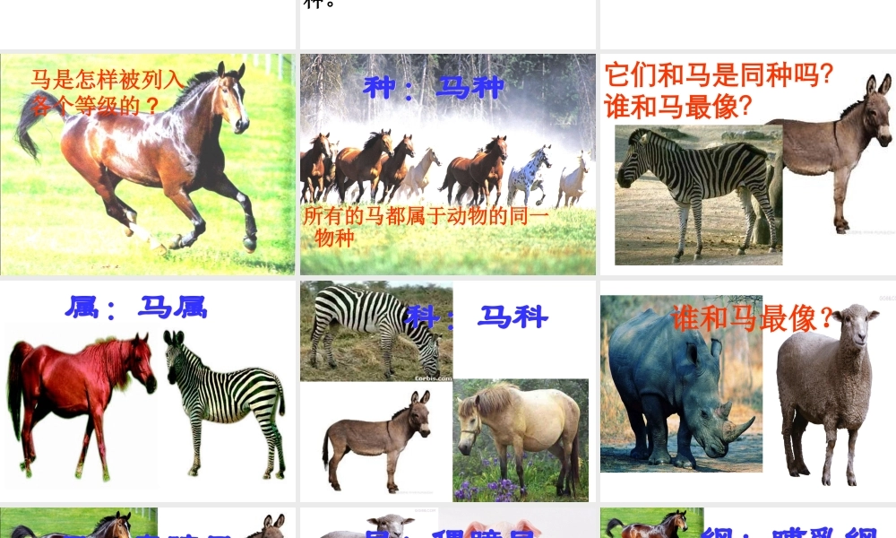 八年级生物上册 6.1.2 从种到界公开课教学课件 （新版）新人教版-（新版）新人教版初中八年级上册生物课件