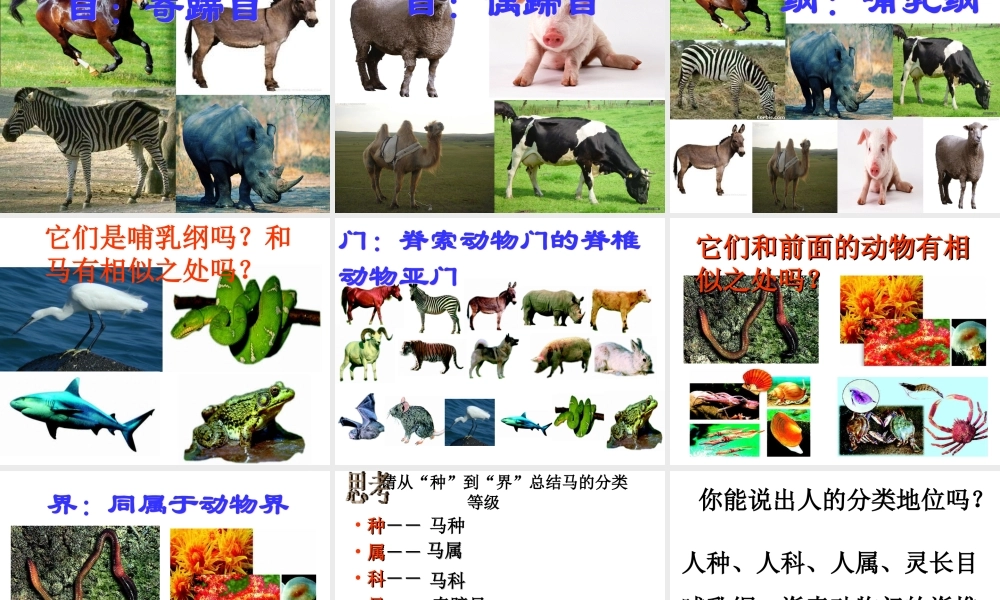 八年级生物上册 6.1.2 从种到界公开课教学课件 （新版）新人教版-（新版）新人教版初中八年级上册生物课件