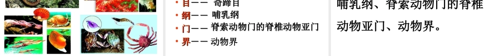 八年级生物上册 6.1.2 从种到界公开课教学课件 （新版）新人教版-（新版）新人教版初中八年级上册生物课件