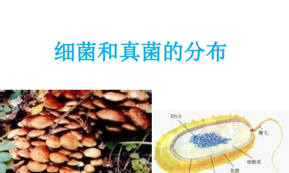 八年级生物上册 5.4.1 细菌和真菌的分布课件2 （新版）新人教版