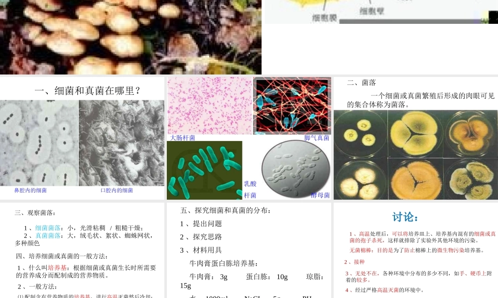 八年级生物上册 5.4.1 细菌和真菌的分布课件2 （新版）新人教版
