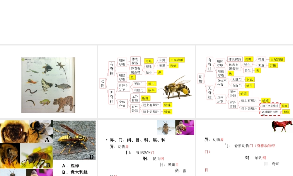 八年级生物上册 6.1.2 从种到界教学课件 （新版）新人教版-（新版）新人教版初中八年级上册生物课件