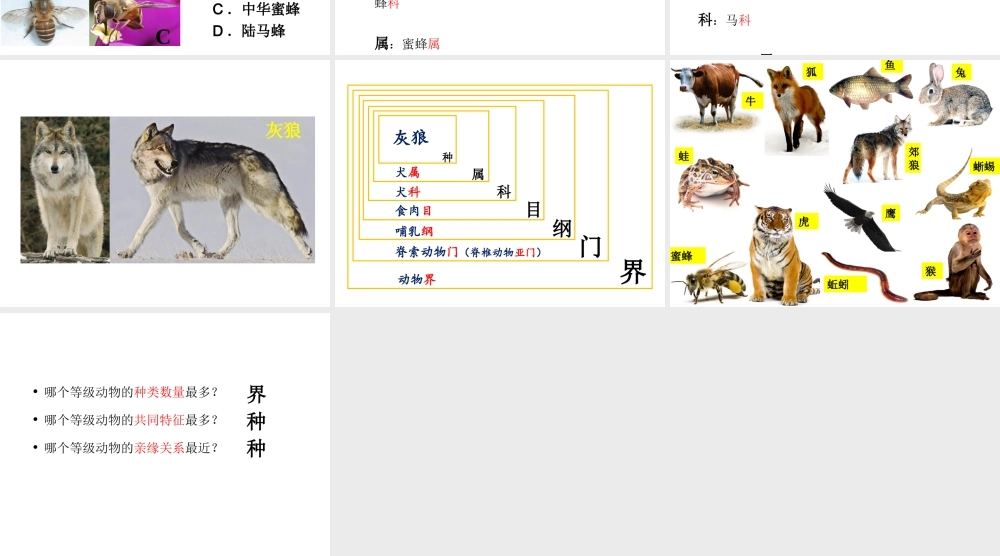 八年级生物上册 6.1.2 从种到界教学课件 （新版）新人教版-（新版）新人教版初中八年级上册生物课件