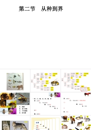 八年级生物上册 6.1.2 从种到界教学课件 （新版）新人教版-（新版）新人教版初中八年级上册生物课件