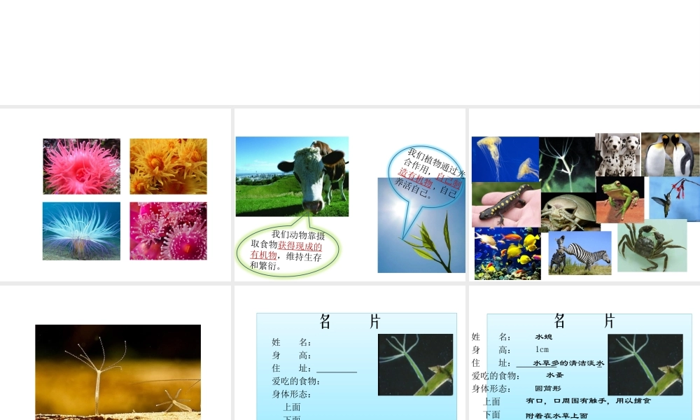 八年级生物上册 5.1.1 腔肠动物和扁形动物（第1课时）课件 （新版）新人教版-（新版）新人教级上册生物课件