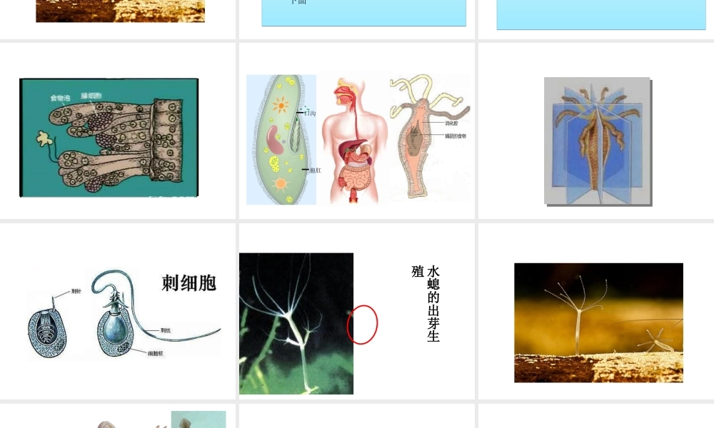 八年级生物上册 5.1.1 腔肠动物和扁形动物（第1课时）课件 （新版）新人教版-（新版）新人教级上册生物课件