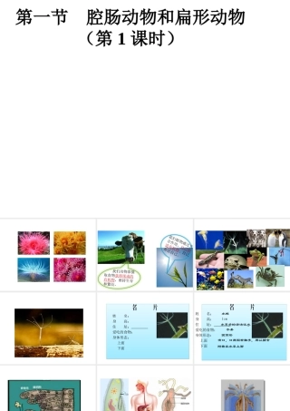 八年级生物上册 5.1.1 腔肠动物和扁形动物（第1课时）课件 （新版）新人教版-（新版）新人教级上册生物课件