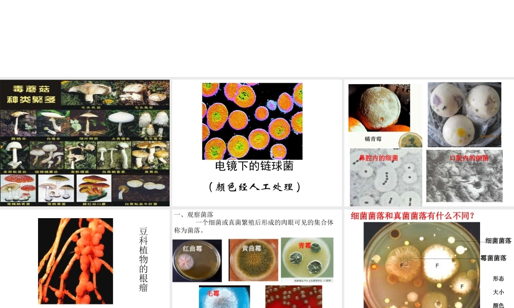 八年级生物上册 5.4.1 细菌和真菌的分布课件3 （新版）新人教版